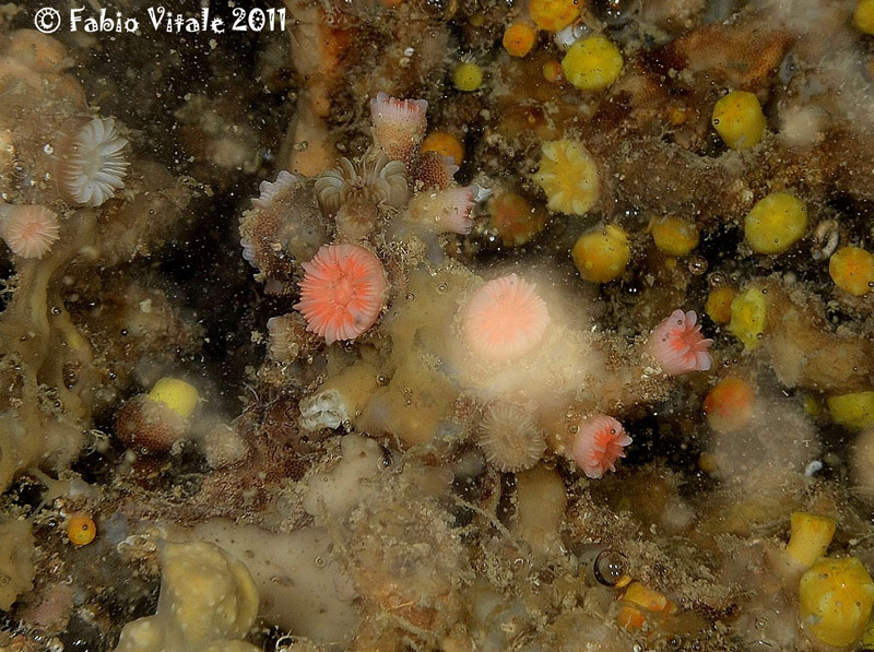 Caryophyllia (Caryophyllia) inornata